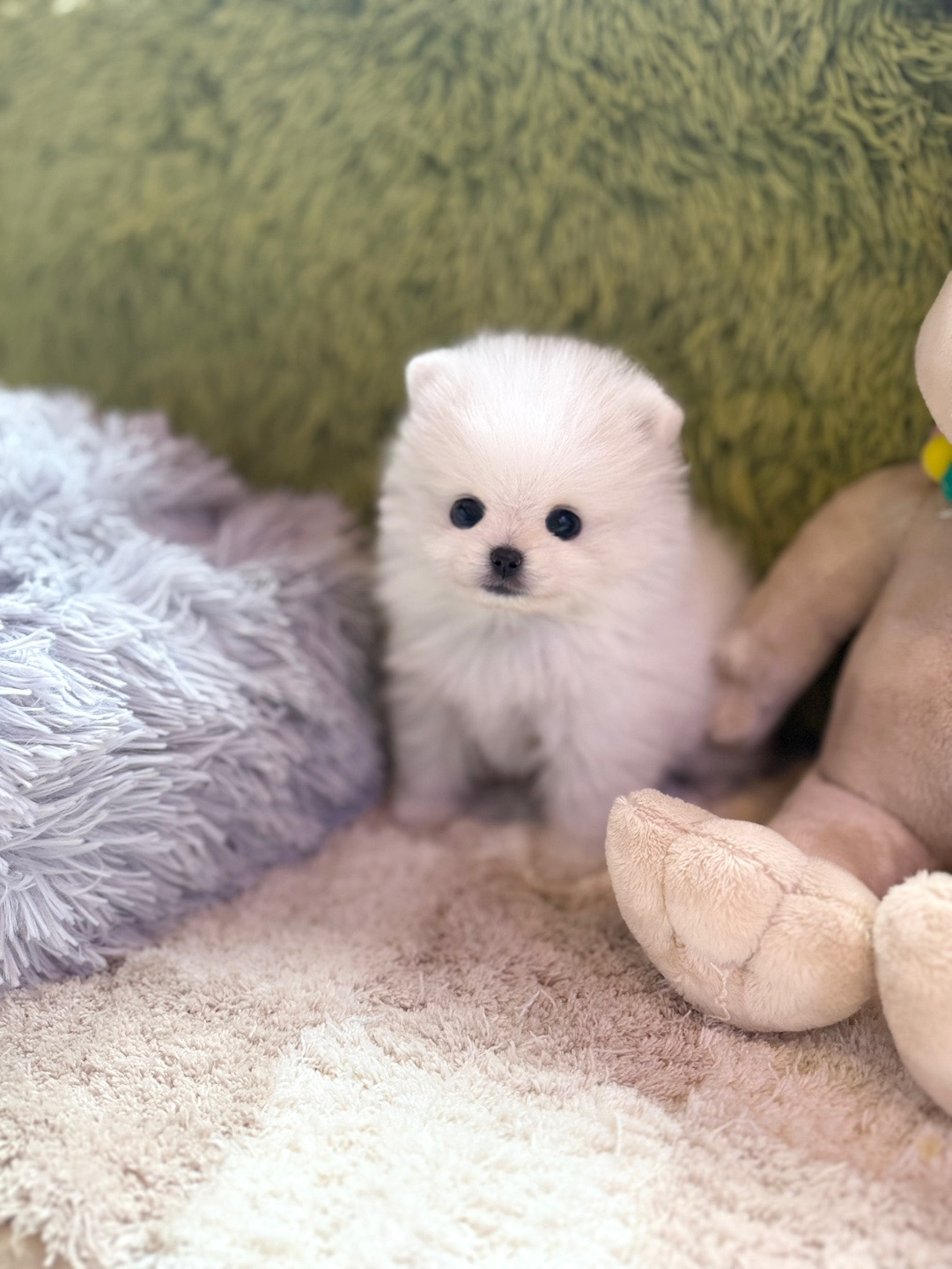 포메라니안(나나)(분양완료)
