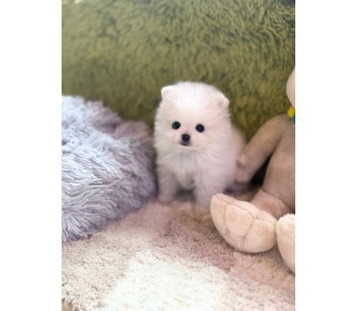 포메라니안(나나)(분양완료)
