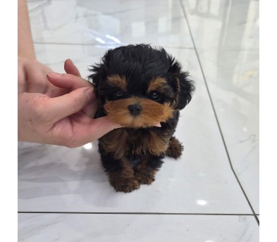 몰키(구마)(분양중)