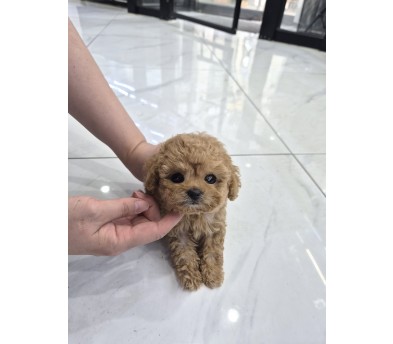 푸들(하린)(분양중)