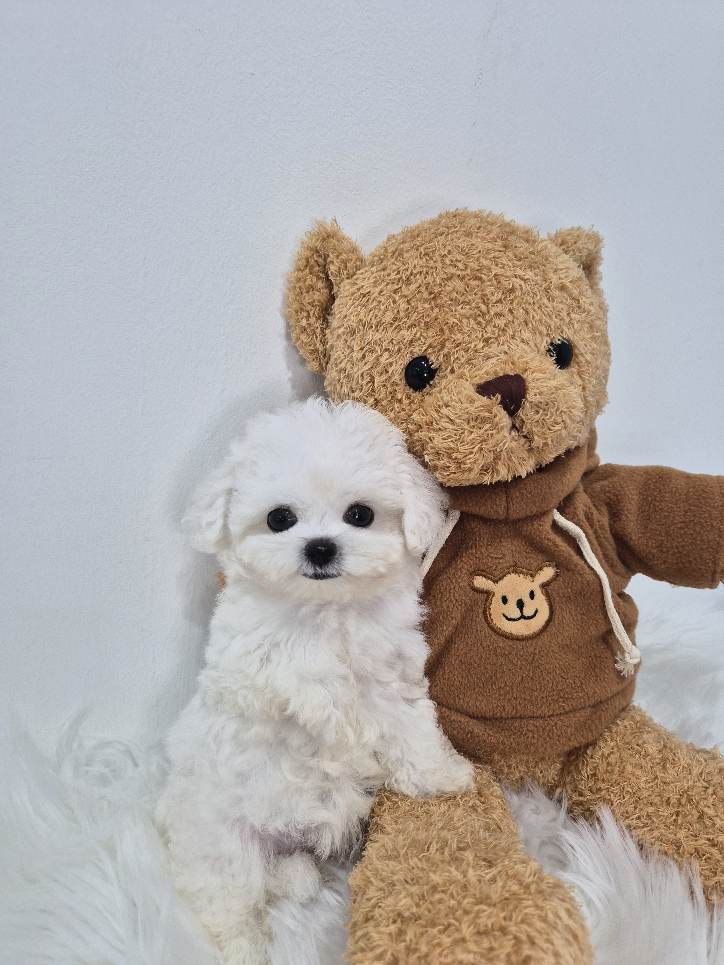 비숑(슬이)(분양완료)
