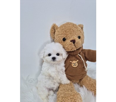 비숑(슬이)(분양완료)