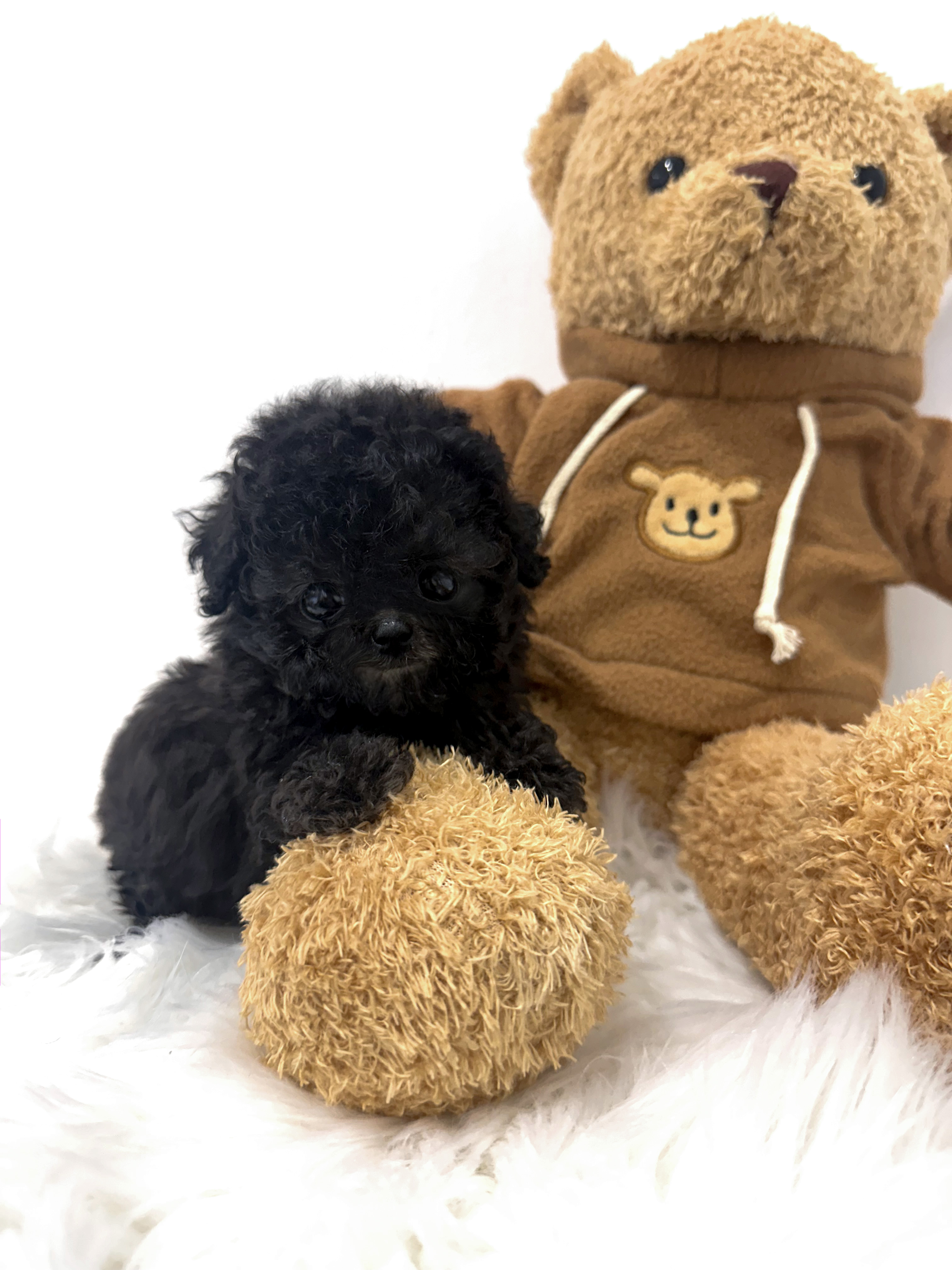 푸들(해리)(분양중)