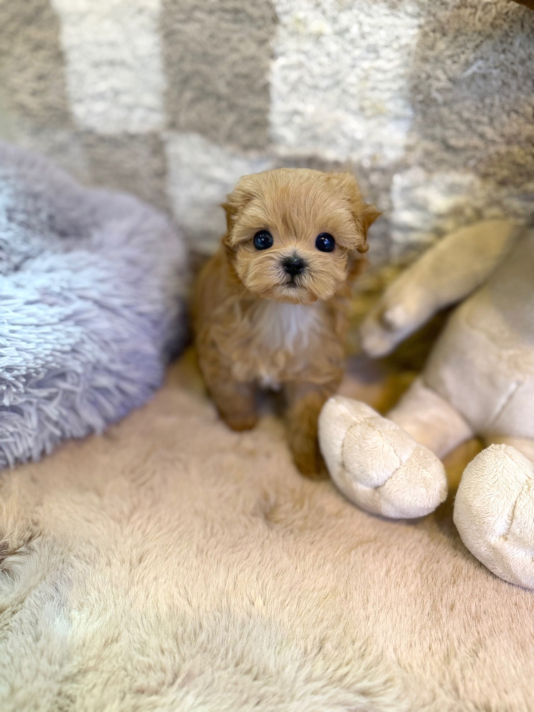 말티푸(이슬이)(분양중)