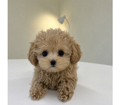 푸들(몽이)(분양중)